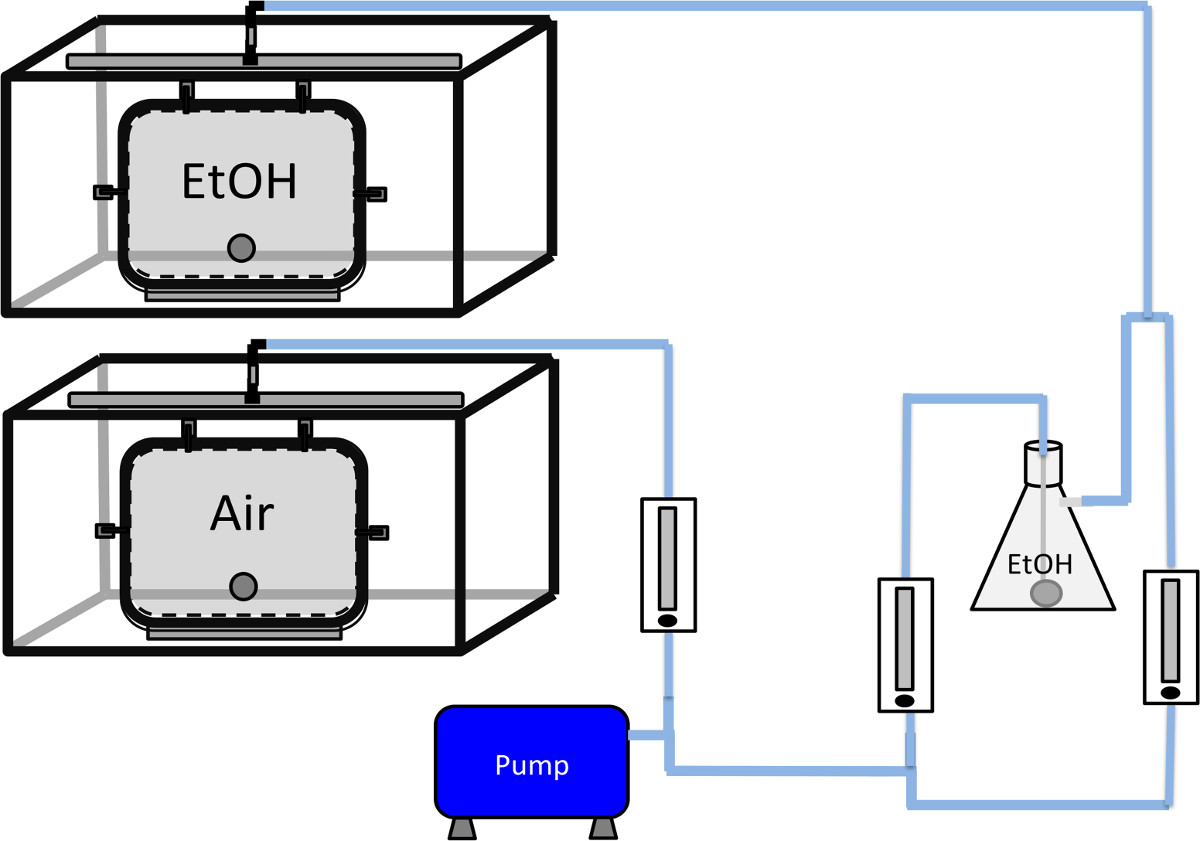 figure-protocol-1 乙醇蒸气化实验装置示意图,显示气流通过各腔室。