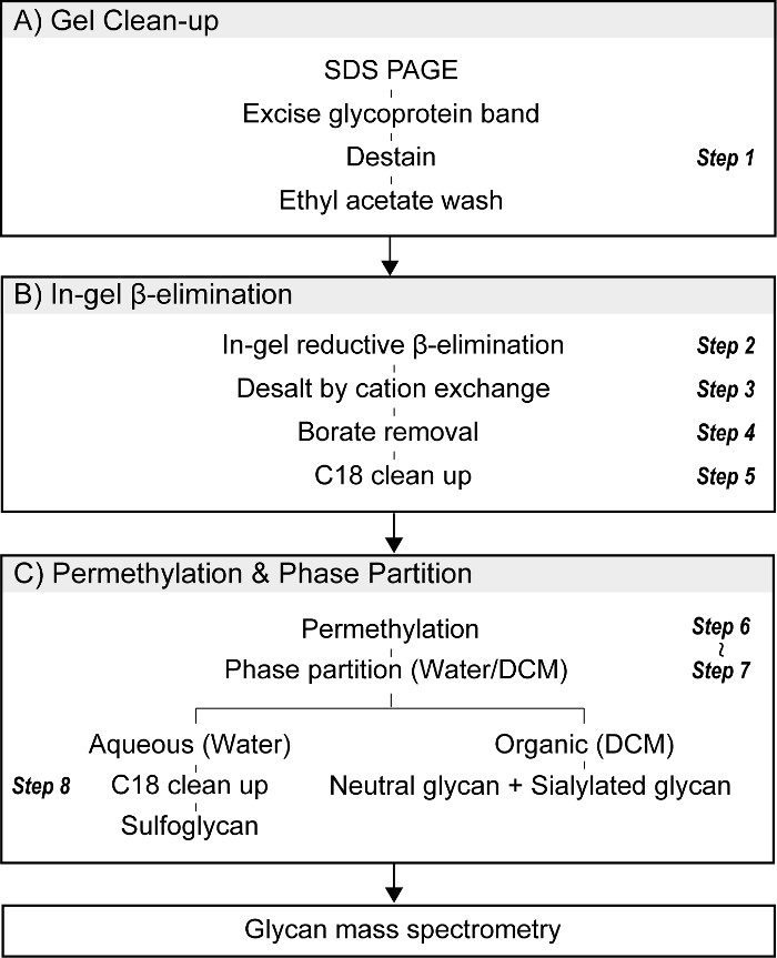 Glycan processing workflow: gel clean-up, β-elimination, permethylation, mass spectrometry diagram.