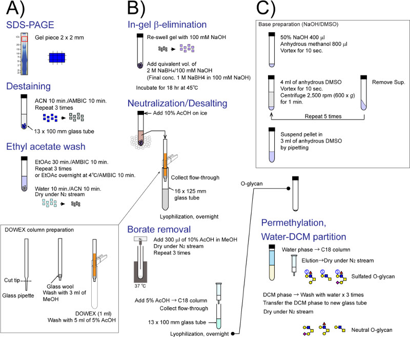 SDS-PAGE diagram, gel destaining, β-elimination, neutralization, permethylation, glycan analysis.