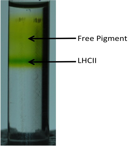 Chlorophyll chromatography; separation of free pigment, LHCII; diagram shows pigment bands in a column.