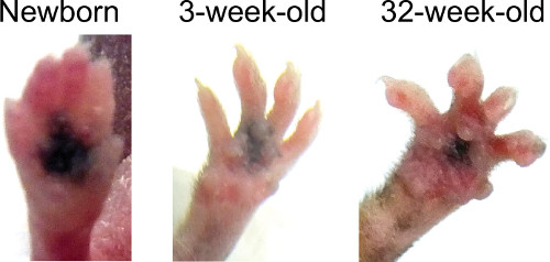 Mouse limb development stages diagram; newborn to 32 weeks; regeneration, growth biology study.