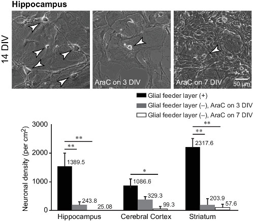 Neuronal density analysis in hippocampus; microscopy images, bar graph; glial layer effects; AraC.