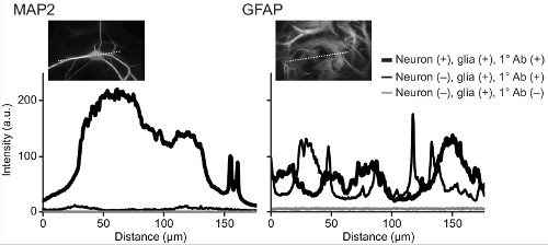MAP2 and GFAP immunofluorescence intensity graphs; neuron-glia interaction analysis; microscopy results.
