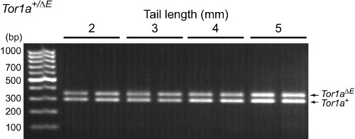 DNA gel electrophoresis; Tor1a alleles; band analysis; tail length impact; molecular biology result.
