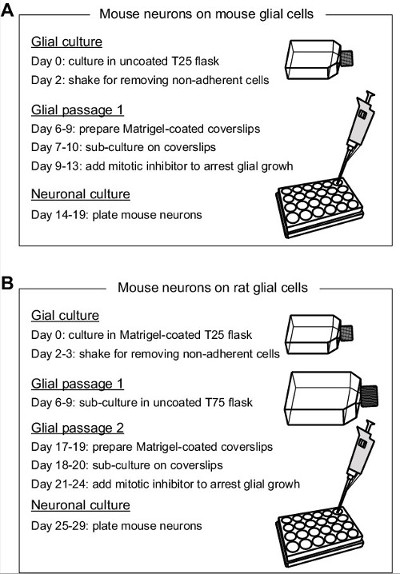 Mouse neuron culture on glial cells; diagram showing culture process, equipment, timeline details.