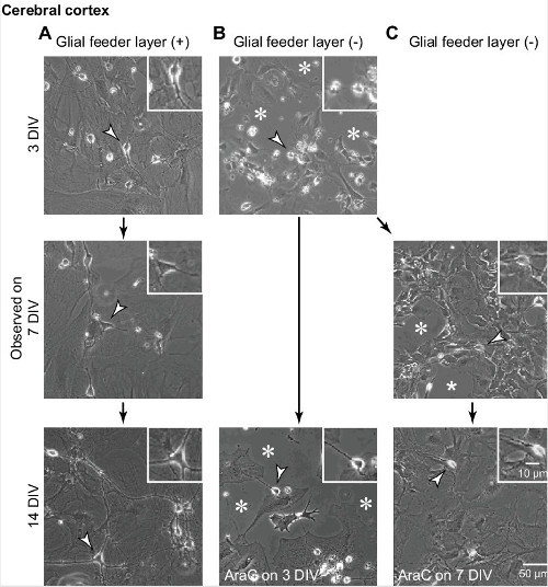 Cerebral cortex culture diagram; glial feeder layer effects on neuron development over 3-14 days.