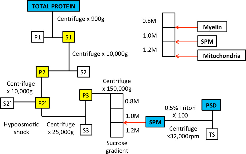 Protein purification diagram, centrifugation process, myelin, SPM, mitochondria separation.