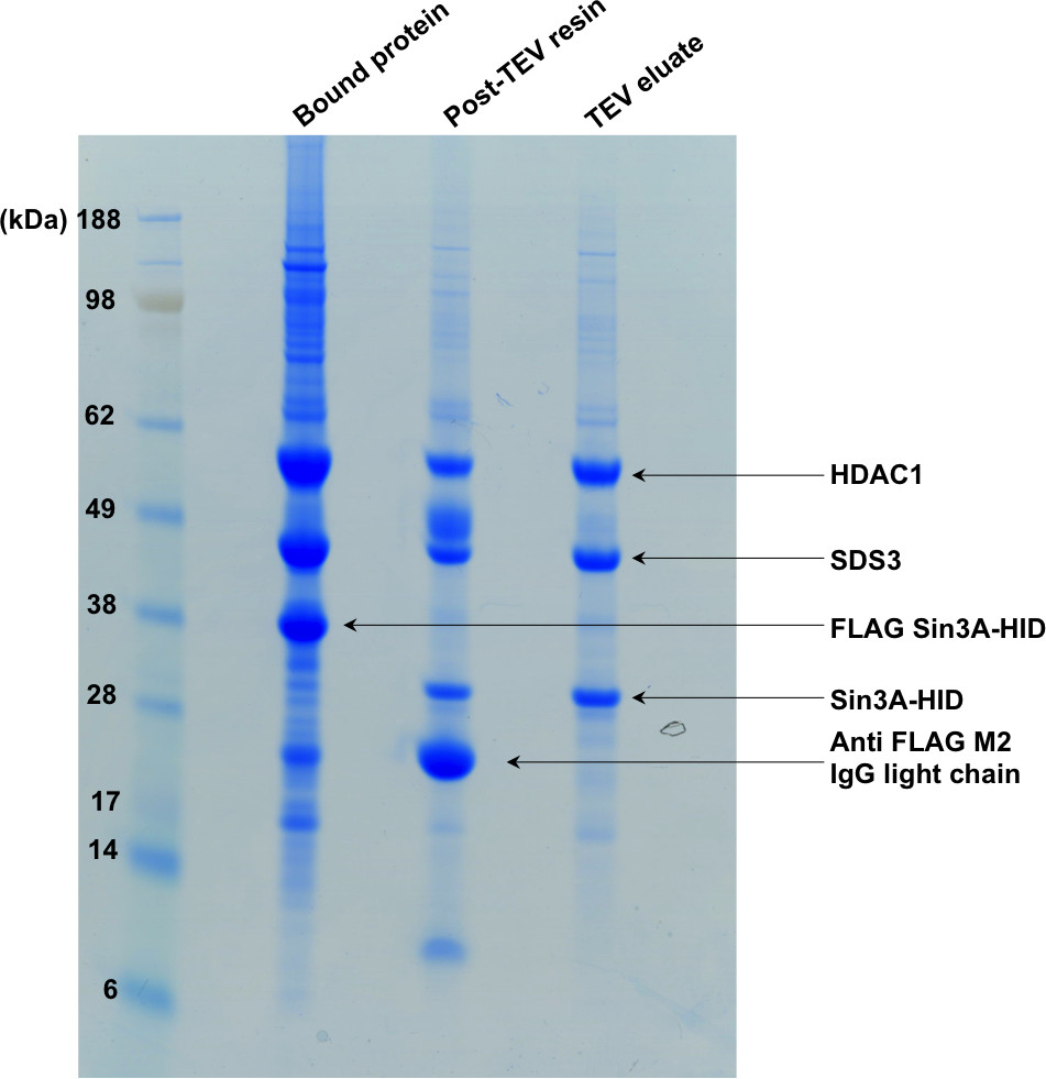 SDS-PAGE gel showing protein purification; lane labels: Bound protein, Post-TEV resin, TEV eluate.