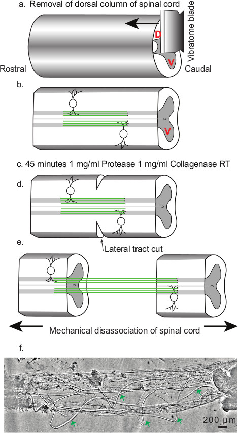figure-protocol-1