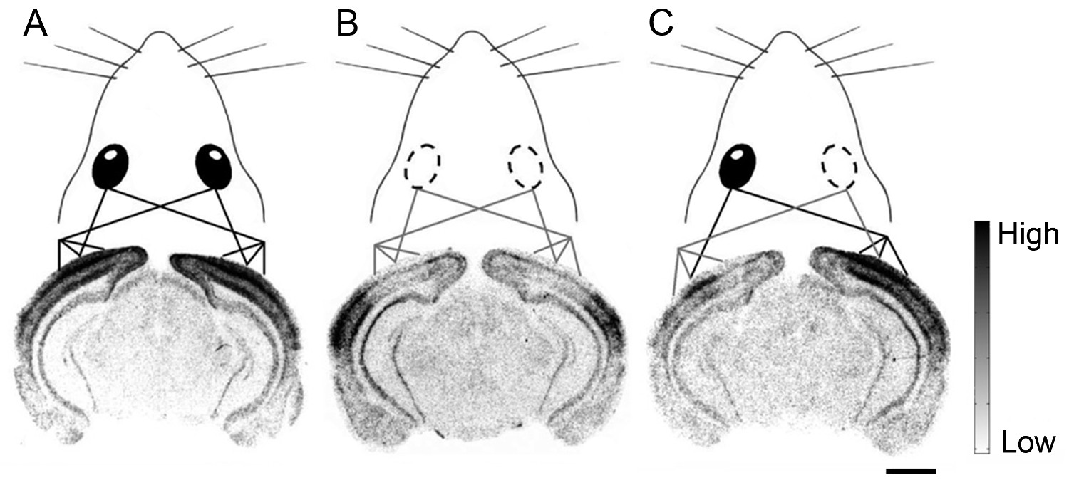 Neural connectivity diagram, mouse brain analysis, visual processing pathways, experimental data.