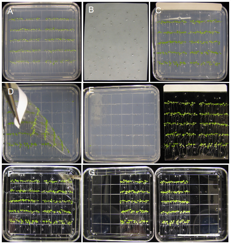 Plant germination diagram; sequence from seedling planting to growth stages in petri dishes.