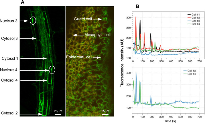 Microscopy and fluorescence graph; plant cells labeled nuclei, cytosols; fluorescence intensity trends.