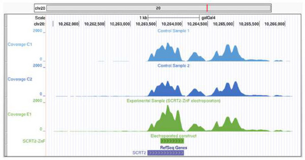 Chromosome 20 gene expression; electrophoretic graph; RefSeq data; SCRT2 analysis comparison.