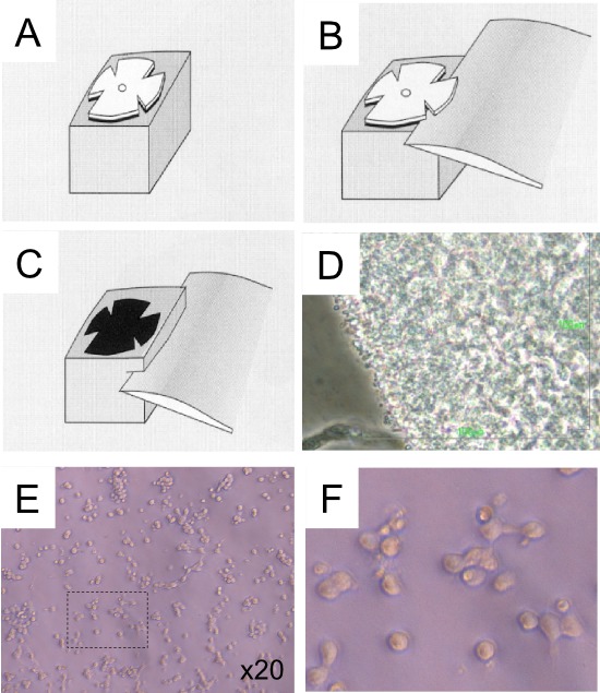 Cell migration diagram and microscope images. Illustrates movement process and microscopic cell view.