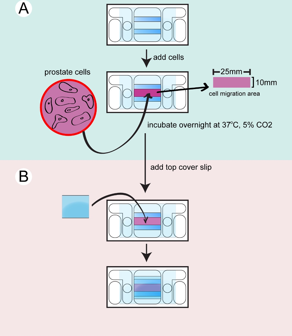 Diagramma di migrazione delle cellule prostatiche con configurazione dell'incubatore per analisi sperimentali a 37°C, 5% CO2.