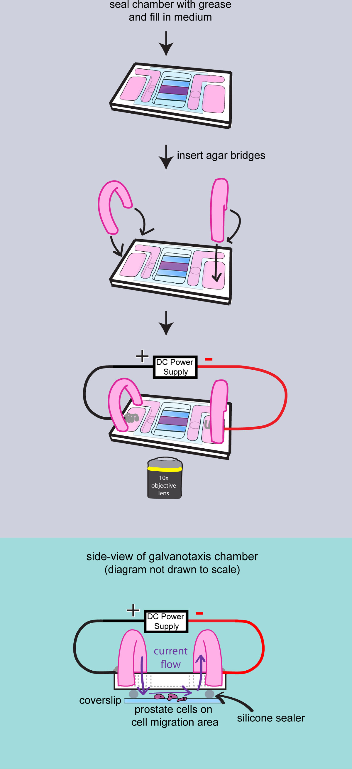 Diagramma dell'esperimento di galvanotassi che mostra la configurazione della camera con ponti di agar e alimentazione CC per la migrazione cellulare.
