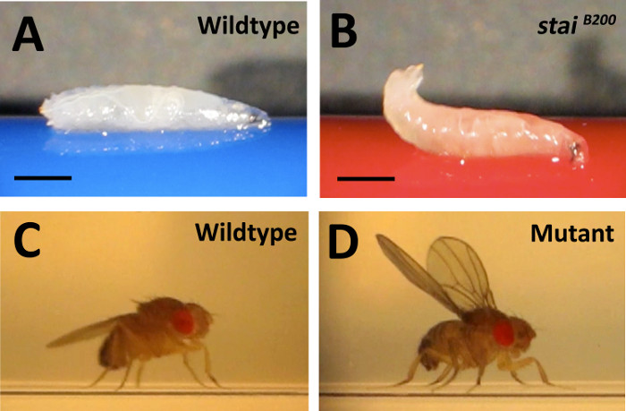 Acquisition of High-Quality Digital Video of Drosophila Larval and ...