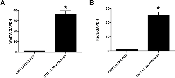 Bar charts of Wnt7A/GAPDH and Fzd9/GAPDH expression; comparison in CMT cells; histograms.