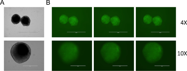 figure-results-2 Cell imaging process; microscopic analysis of cell structures; fluorescence microscopy results.