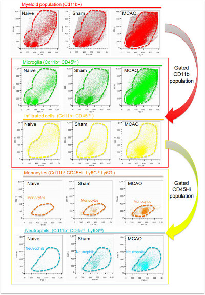 figure-results-4 Flow cytometry diagrams, gated immune cell populations, MCAO comparison, CD11b, CD45 analysis.