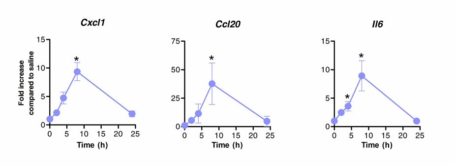 figure-results-1 Gene expression line graphs, Cxcl1, Ccl20, Il6; showing fold increase over time in experimental study.