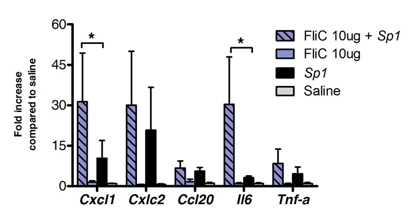 figure-results-2 Bar chart showing gene expression fold increase; FliC, Sp1 influence on Cxcl1, Cxcl2, Ccl20, Il6, Tnf-a.