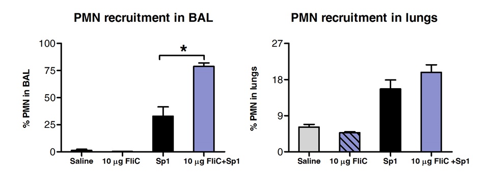figure-results-3 Bar graph of PMN recruitment in BAL and lungs; data shows % PMN after treatment with saline, FliC, Sp1.