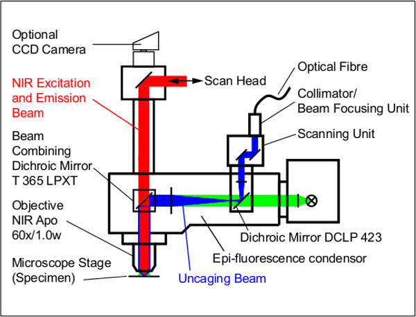 figure-protocol-2 Confocal microscopy diagram showing NIR excitation and emission, optical fiber, dichroic mirrors.