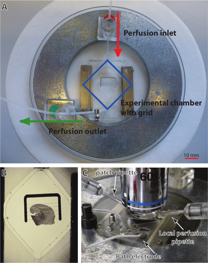 figure-protocol-4 Perfusion chamber setup; patch pipette method; electrophysiological measurement; diagram; research use.