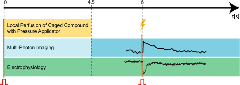 figure-protocol-5 Multi-photon imaging and electrophysiology timeline diagram; local perfusion, compound application.