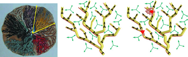 Fractal growth patterns and molecular structure diagram; exploring branching and crystallization processes.
