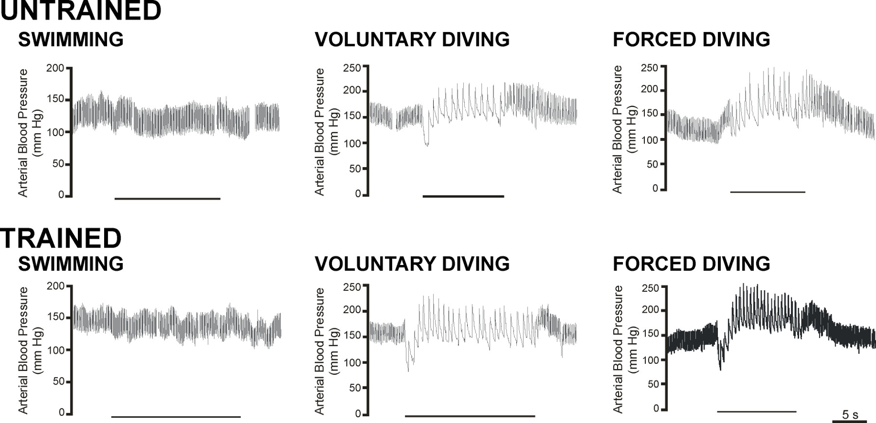 Arterial blood pressure graphs; untrained vs trained; swimming, voluntary, forced diving comparison.
