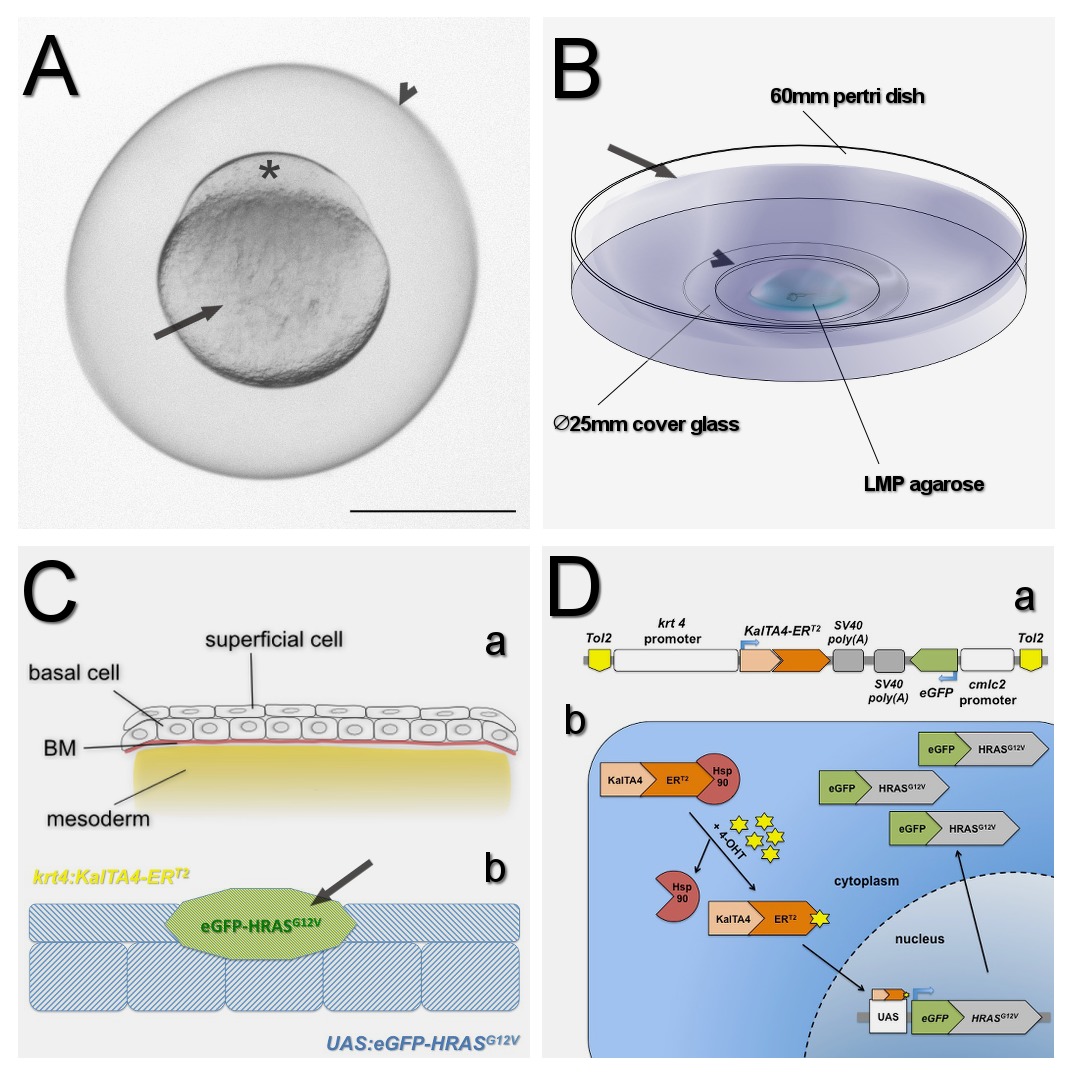 Embryo with cell layers; petri dish setup; cell differentiation diagram; gene expression scheme.