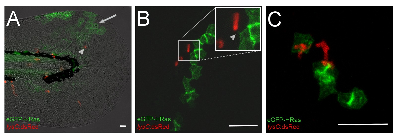 Microscopy of eGFP-HRas and lysC:dsRed protein localization in tissue, showing cellular structures.