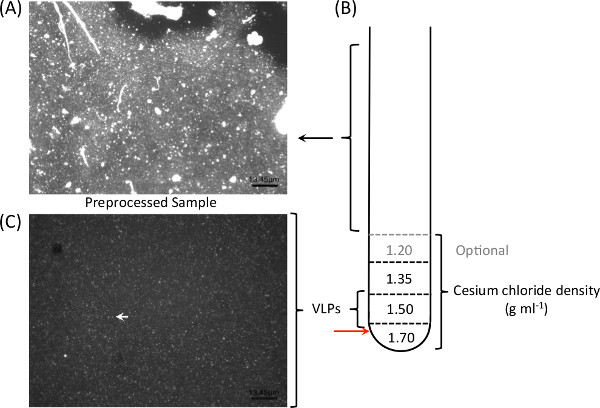 figure-results-2 Virus-like particles separation using cesium chloride density gradient; microscope and diagram.