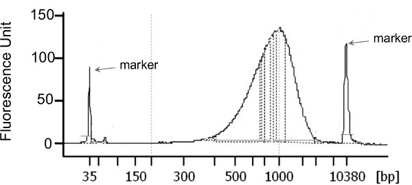 figure-results-3 Electrophoresis DNA result; fluorescence intensity vs base pairs, gel marker peaks visible.