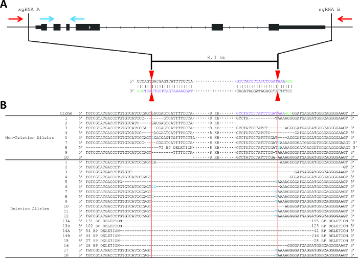 figure-results-2 CRISPR gene editing schematic with sgRNA targeting; DNA sequence results, deletion analysis chart.