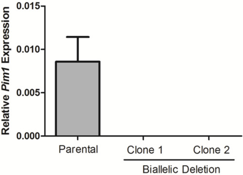 figure-results-4 Bar graph of Pim1 expression in parental vs biallelic deletion clones; gene expression analysis.