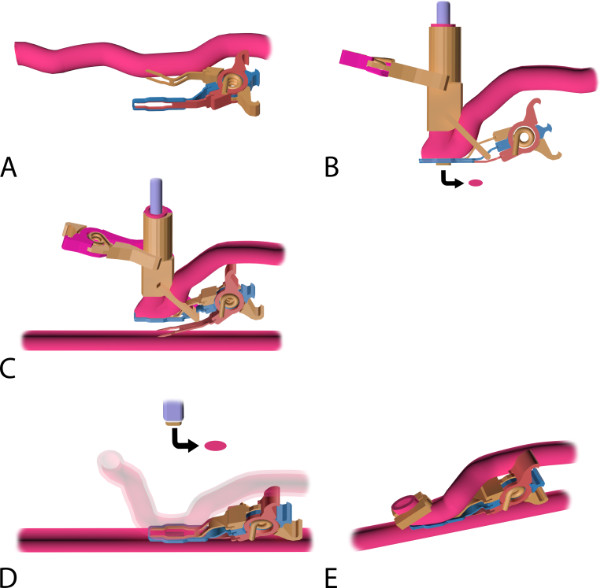figure-results-5 Surgical stapling process diagram showing stapler mechanism and tissue interaction steps.