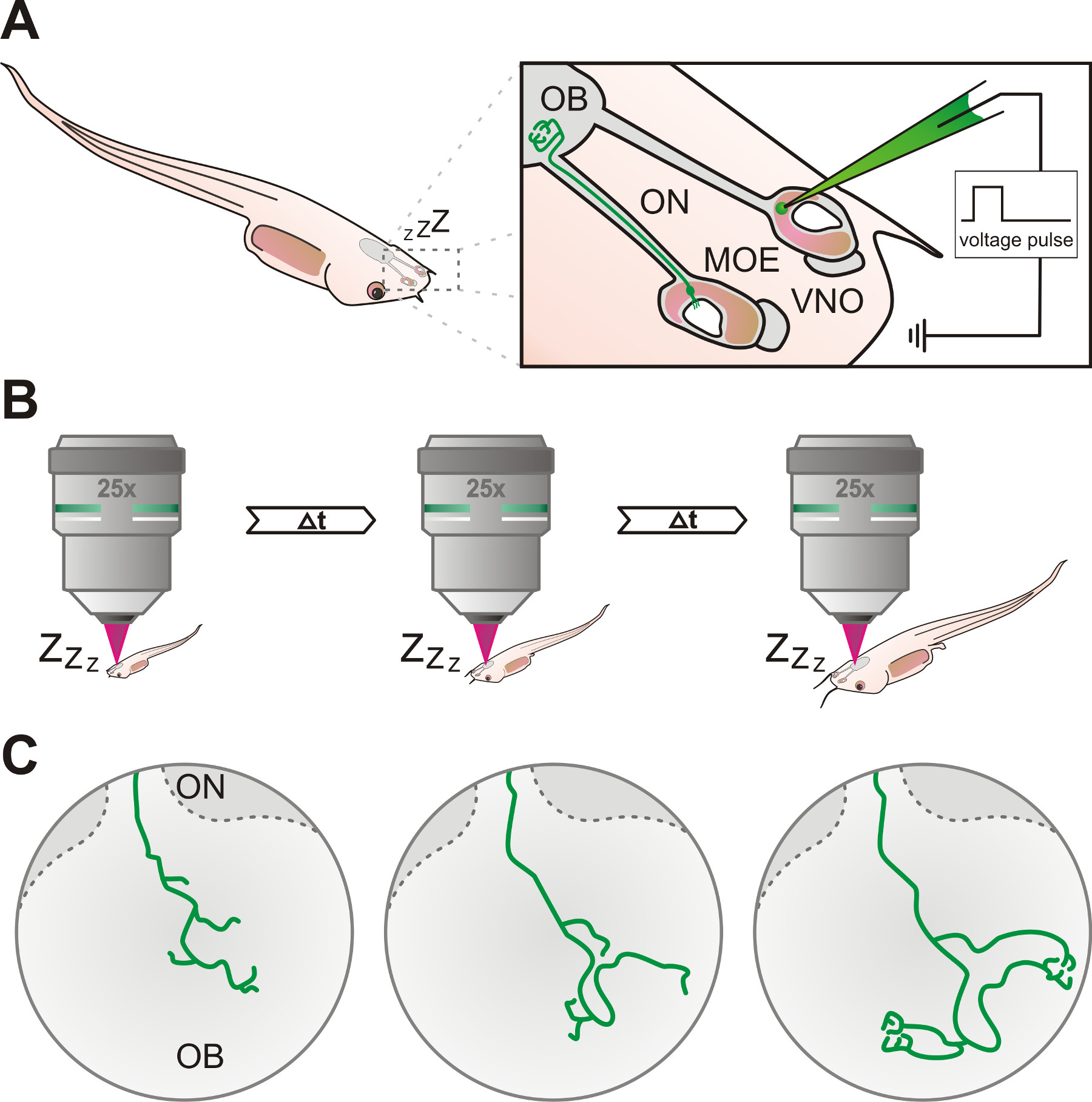 figure-results-1 Zebrafish olfactory bulb study; microscopy setup; neural imaging; voltage pulse; ON-OB mapping.