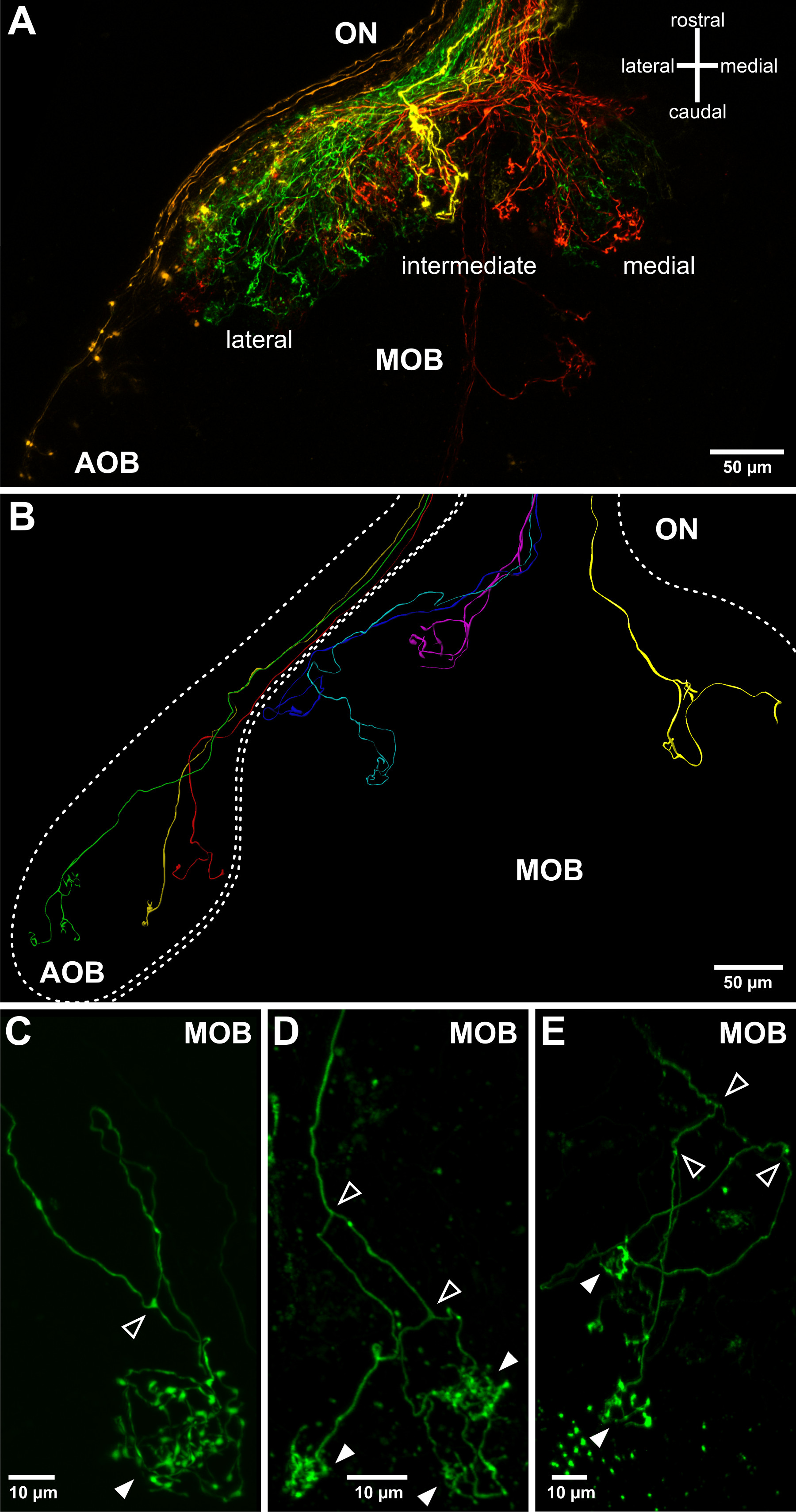 figure-results-3 Neural pathway diagram showing olfactory bulbs labeled AOB and MOB with fluorescent tracing.