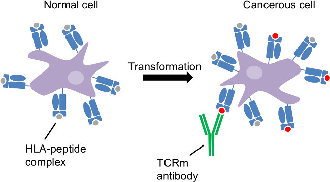 figure-results-1 Normal to cancerous cell transformation diagram; HLA-peptide complex, TCRm antibody interaction.