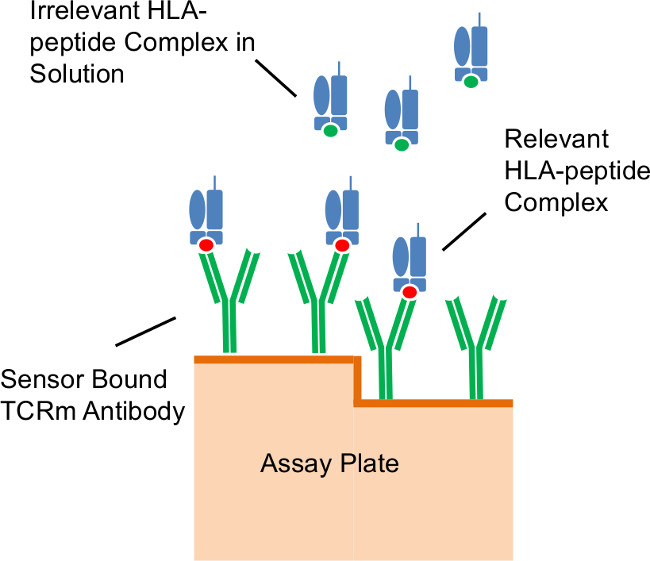 figure-results-3 TCRm antibody binding assay diagram; highlights HLA-peptide complexes on assay plate.