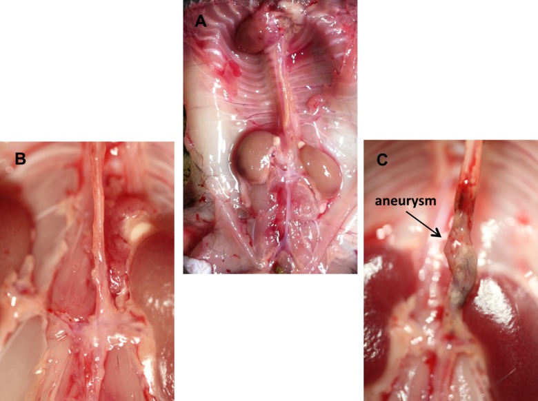 Dissection showing aneurysm in animal model, anatomy diagram for vascular study.