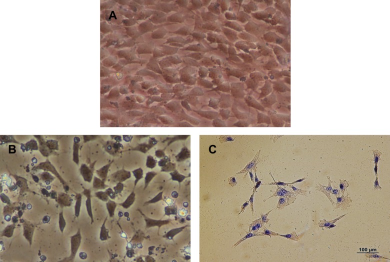 Cell morphology comparison, microscope images, labels A, B, C, illustrating structural variations.