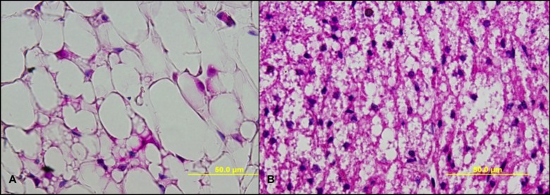 figure-results-3 组织学比较;脂肪组织与肝脏组织;显微镜图像;细胞形态学分析。