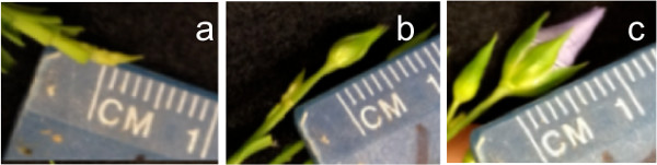 Plant growth measurement with ruler; experiment tracking bud to bloom development stages.
