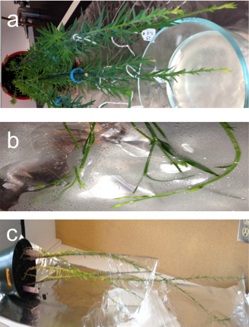 Plant transpiration experiment setup, showing three stages: hydration, condensation, and observation.