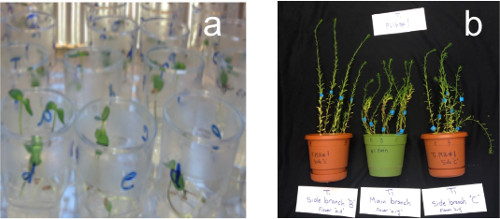 Plant growth experiment; germination, pot arrangement, developmental stages; biology study analysis.