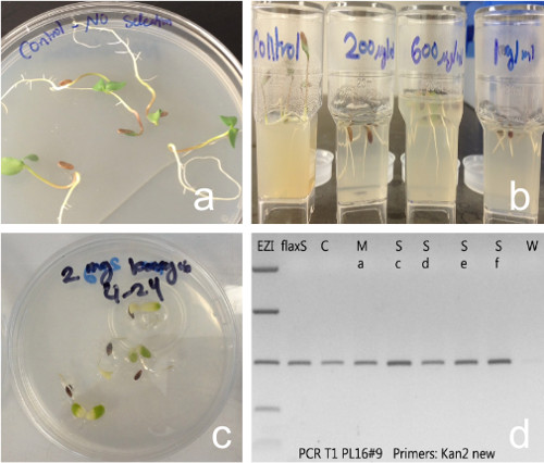 Seedling growth experiment; effect of chemicals; seed germination tests; PCR analysis results.